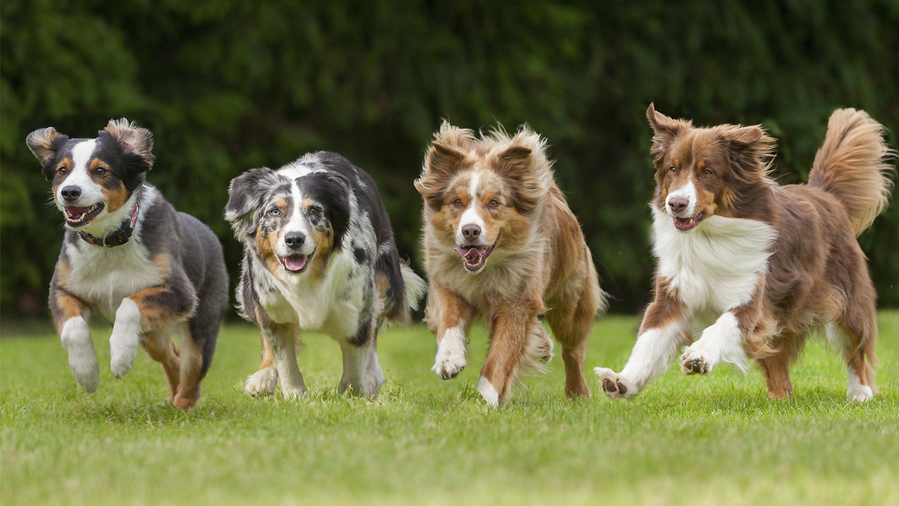 best dog breeds for runners